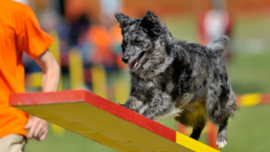 Mudi dog running during an agility activity
