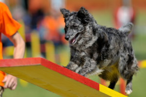 Mudi dog running during an agility activity