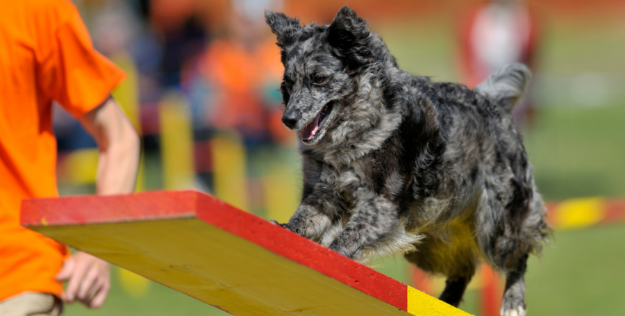 Mudi dog running during an agility activity