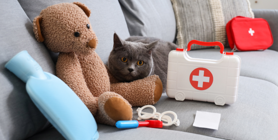 Organized pet emergency kit with food water leash and medical supplies