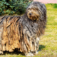 Ways to Honor a Pet on National Pet Memorial Day