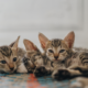 Helping Pets Adjust to Back-to-School Routines