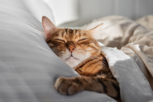 Cat relaxing on cozy pet bed as autumn evening light fades