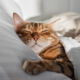 Helping Pets Adjust to Autumn’s Changing Rhythms