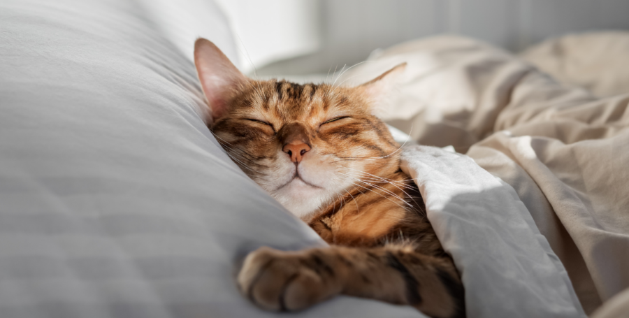Cat relaxing on cozy pet bed as autumn evening light fades