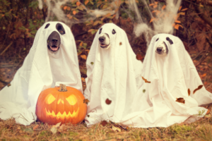 Dog relaxing comfortably indoors during Halloween evening