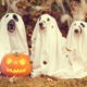 Halloween Pet Safety & Calming Tips