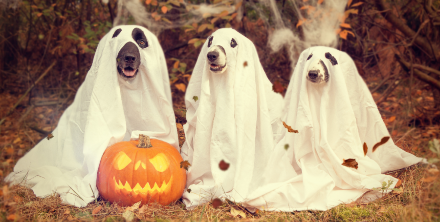 Dog relaxing comfortably indoors during Halloween evening