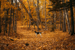 Dog enjoying gentle autumn walk through colorful fallen leaves