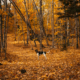 Fall Wellness Tips for Dogs & Cats