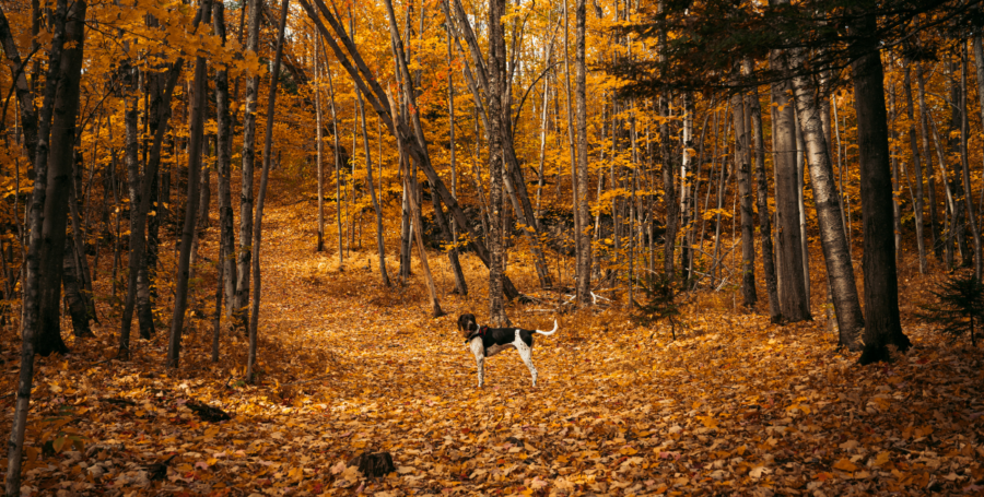 Dog enjoying gentle autumn walk through colorful fallen leaves