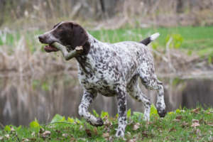 German Shorthaired Pointer standing outdoors