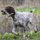 Meet the German Shorthaired Pointer Breed Guide: Temperament, Exercise & Care