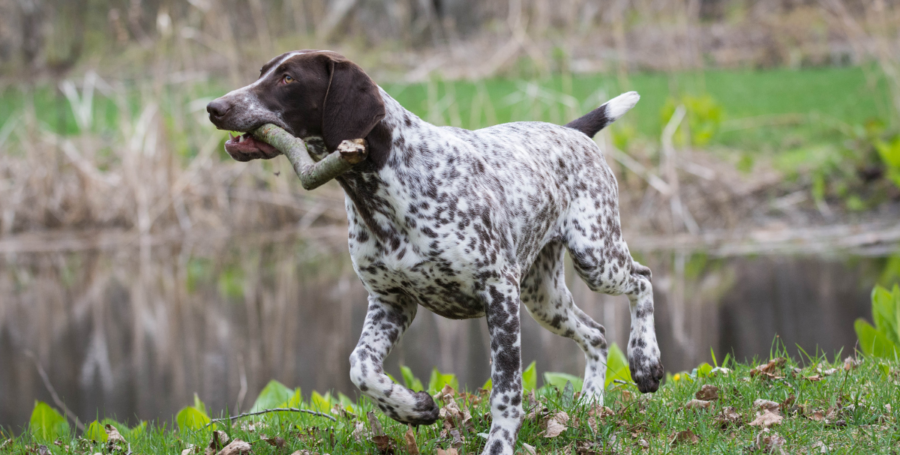 German Shorthaired Pointer standing outdoors