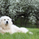 Meet the Great Pyrenees Temperament & Personality Guide