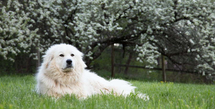 Great Pyrenees standing outdoors with thick white coat