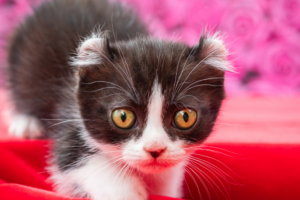 Kinkalow cat with short legs and curled ears