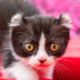 Meet the Kinkalow: Temperament, Care & Personality Guide