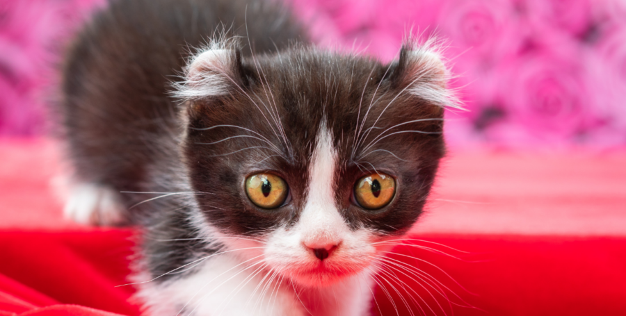 Kinkalow cat with short legs and curled ears