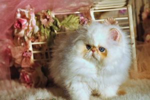 Longhaired Minuet cat with round expressive eyes
