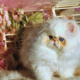 Meet the Napoleon Cat Temperament & Personality Guide