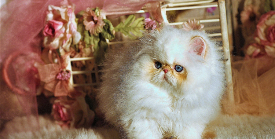 Longhaired Minuet cat with round expressive eyes