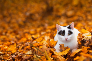 Cat walking in Autumn