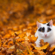 Fall Walk Safety Tips for Dogs