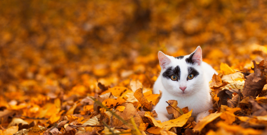 Cat walking in Autumn